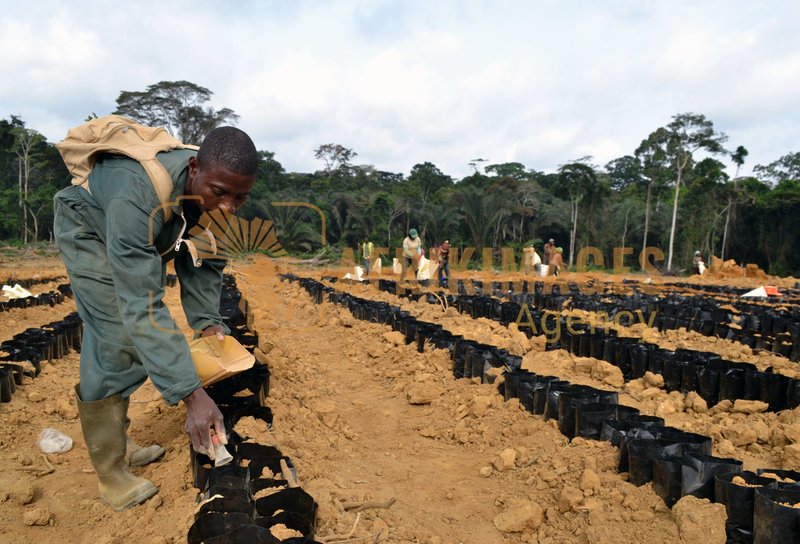 Afrikimages gabon / agriculture