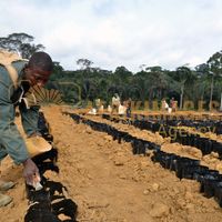 Afrikimages gabon / agriculture