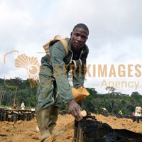 Afrikimages gabon / agriculture