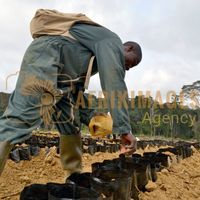 Afrikimages gabon / agriculture