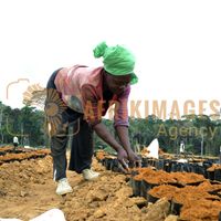 Afrikimages gabon / agriculture