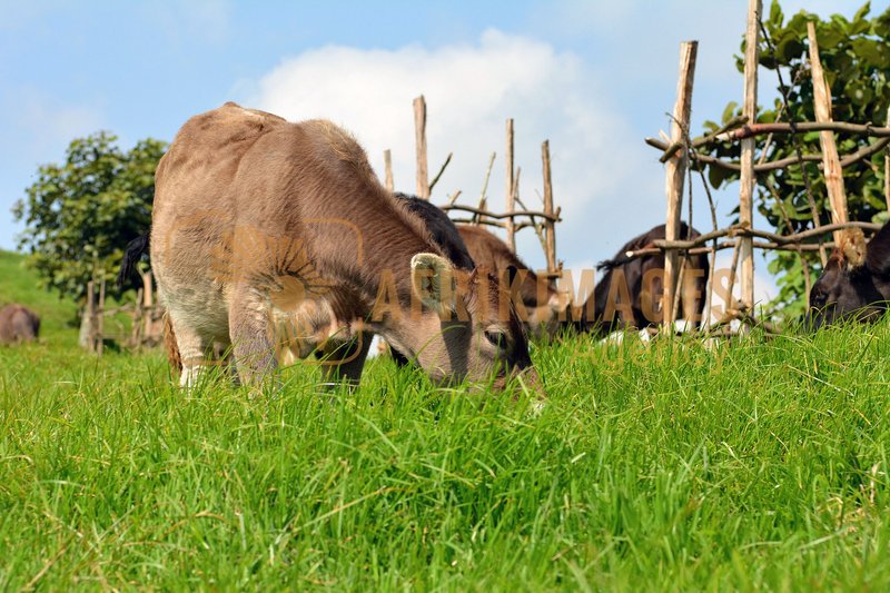 Afrikimages elevage