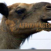 Afrikimages animaux