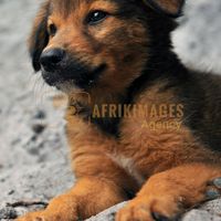 Afrikimages animaux