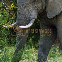 Afrikimages animaux