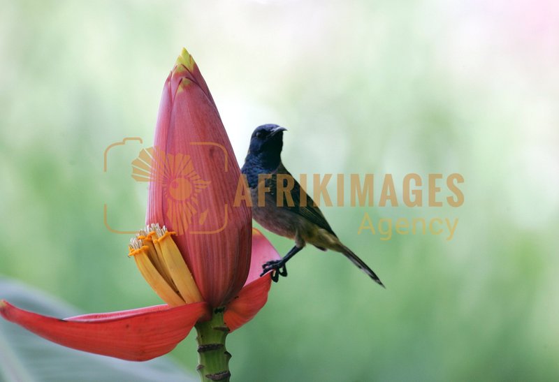 Afrikimages animaux