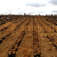 Afrikimages gabon / agriculture