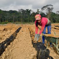 Afrikimages gabon / agriculture