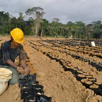 Afrikimages gabon / agriculture