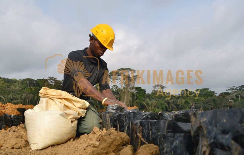 Afrikimages gabon / agriculture
