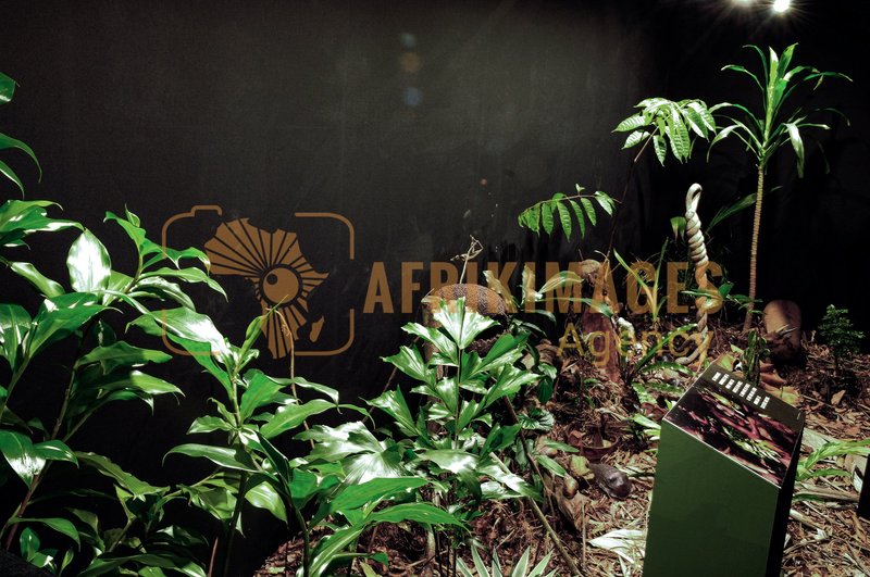 Afrikimages exposition gabon, ma terre, mon futur