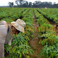 Afrikimages gabon / agriculture