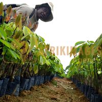 Afrikimages gabon / agriculture