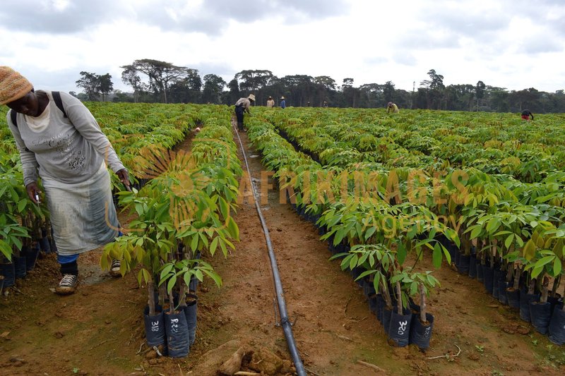 Afrikimages gabon / agriculture