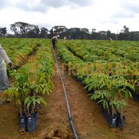 Afrikimages gabon / agriculture