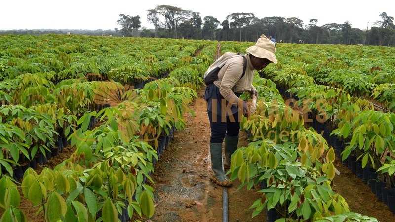 Afrikimages gabon / agriculture