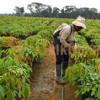 Afrikimages gabon / agriculture