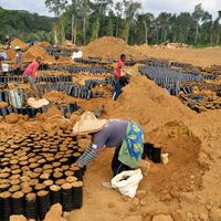 Afrikimages gabon / agriculture