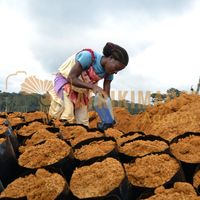 Afrikimages gabon / agriculture