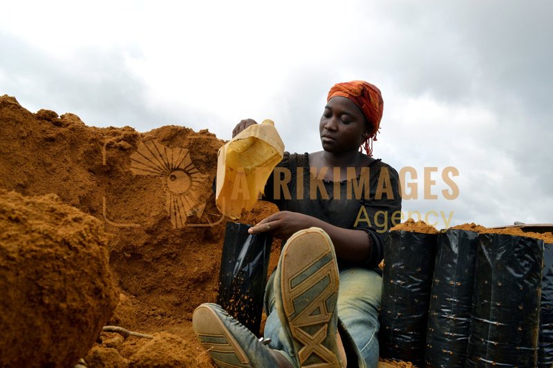 Afrikimages gabon / agriculture