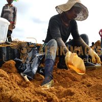 Afrikimages gabon / agriculture