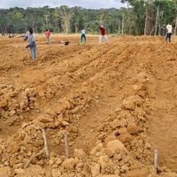 Afrikimages gabon / agriculture
