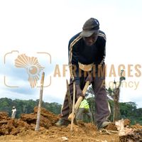 Afrikimages gabon / agriculture