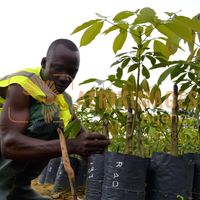 Afrikimages gabon / agriculture
