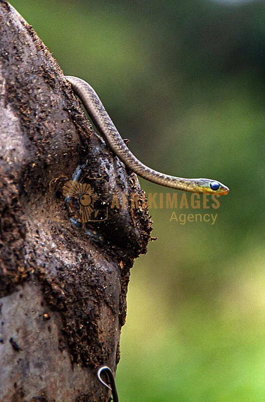 Afrikimages afe004