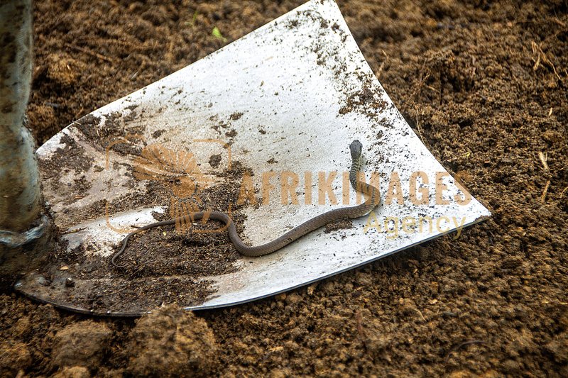 Afrikimages afe005