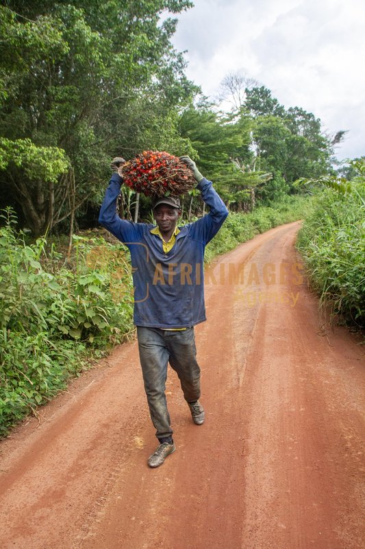 Afrikimages agrn003