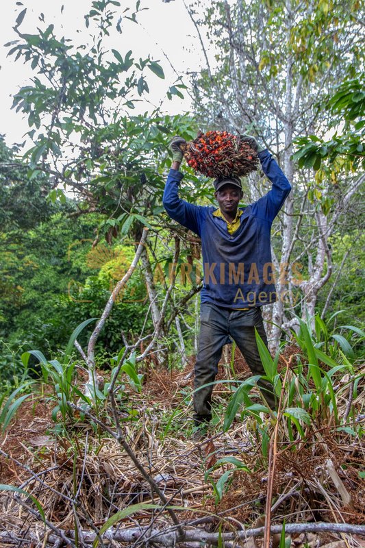 Afrikimages agrn004