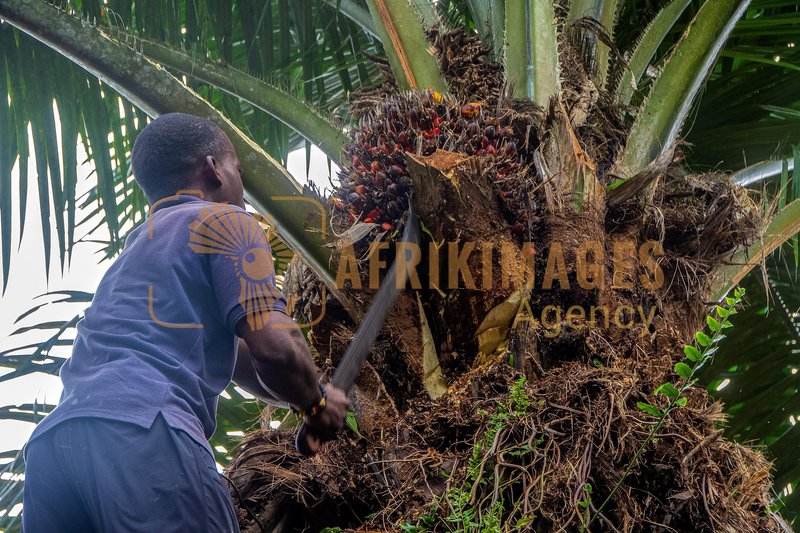 Afrikimages agrn008