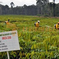 Afrikimages gabon / agriculture