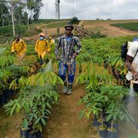 Afrikimages gabon / agriculture