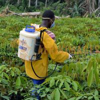 Afrikimages gabon / agriculture