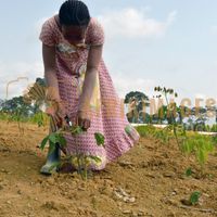 Afrikimages gabon / agriculture