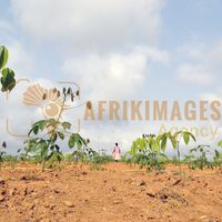 Afrikimages gabon / agriculture