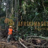 Afrikimages gabon / agriculture