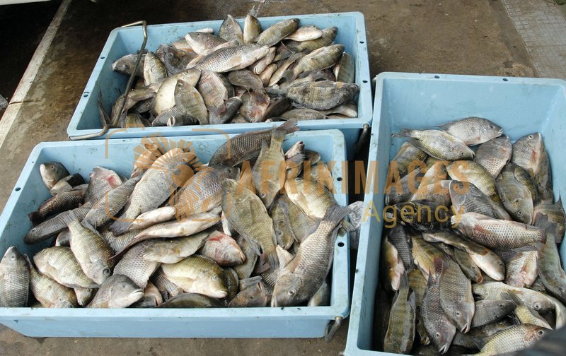 Afrikimages pêche