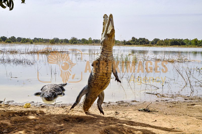 Afrikimages bbkf011