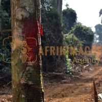 Afrikimages gabon / agriculture