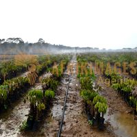 Afrikimages gabon / agriculture