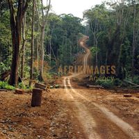 Afrikimages gabon / bois