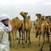 Afrikimages tchad /marchés