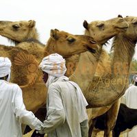 Afrikimages tchad /marchés