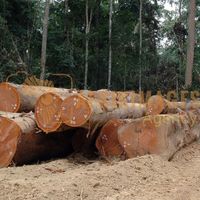 Afrikimages gabon / bois