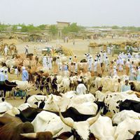 Afrikimages tchad /marchés