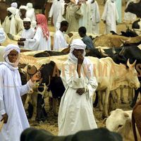 Afrikimages tchad /marchés