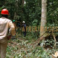 Afrikimages gabon / bois 